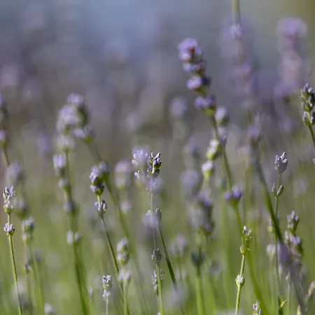 Dworek Zielinskich-domki, Pokoje, Podgrzewany Basen, Parking 民宿 里沃